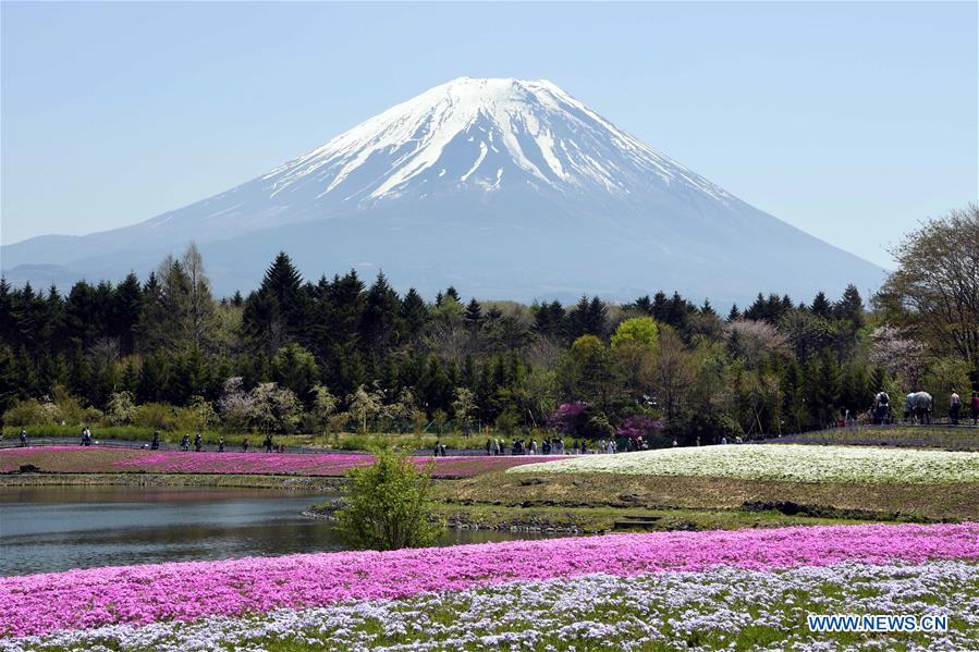 JAPAN-LAKE KAWAGUCHI-SHIBAZAKURA