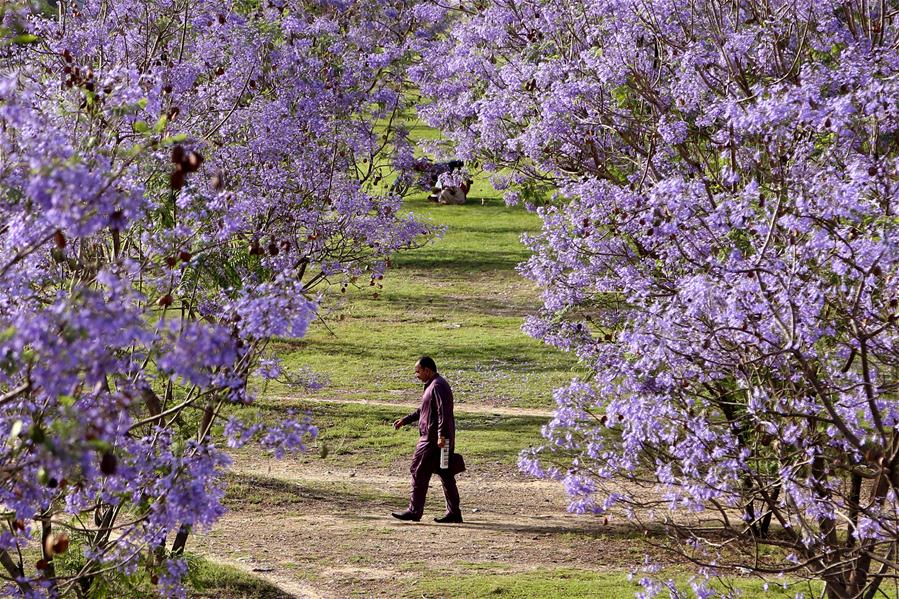 PAKISTAN-ISLAMABAD-BLOSSOMING