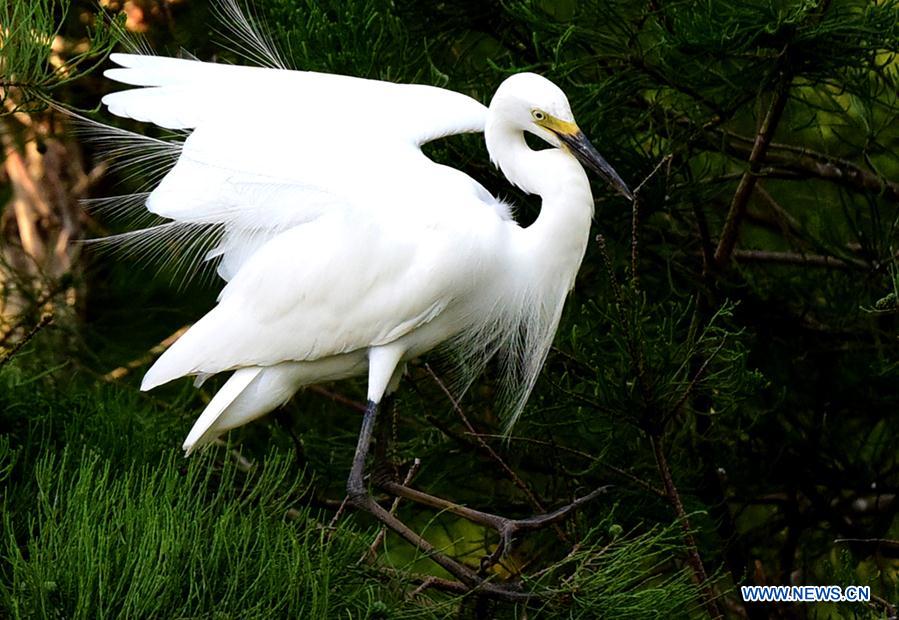 CHINA-HENAN-ENVIRONMENT-EGRET (CN)