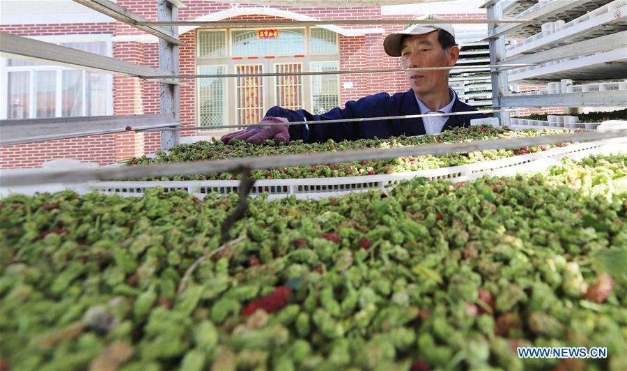 #CHINA-JIANGSU-AGRICULTURE-MULBERRY-HARVEST (CN)