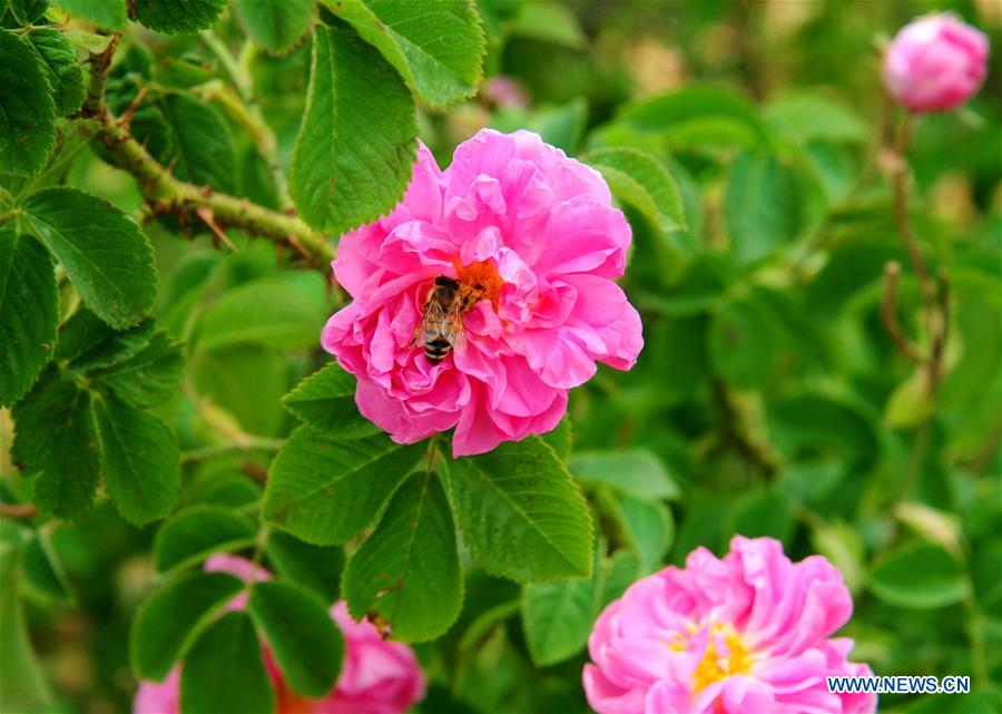 SYRIA-DAMASCUS-DAMASK-ROSE-HARVEST-TIME