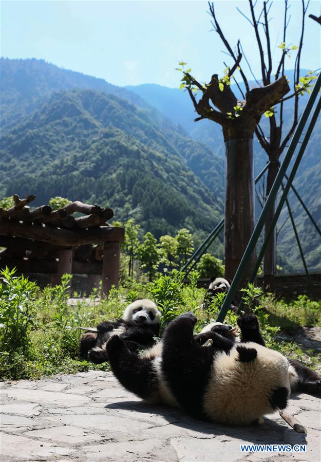 CHINA-SICHUAN-GIANT PANDA-SHENSHUPING PROTECTION BASE (CN)