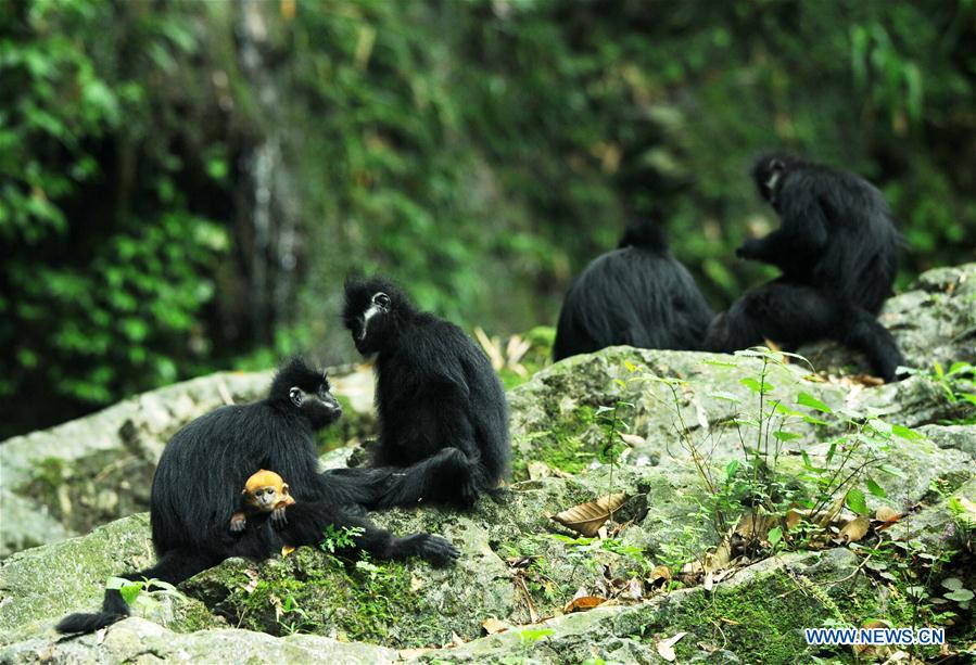 #CHINA-GUIZHOU-FRANCOIS'S LANGUR (CN*) 