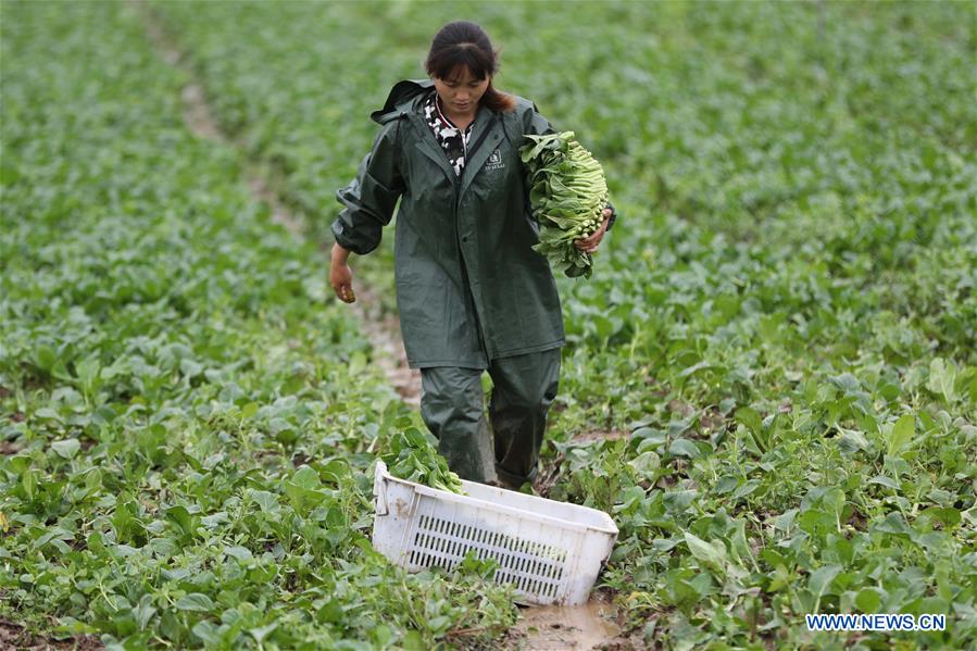 #CHINA-HUBEI-AGRICULTURE (CN)