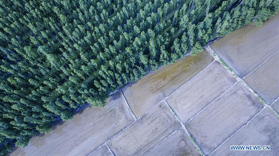 CHINA-XINJIANG-ILI-AGRICULTURE(CN)