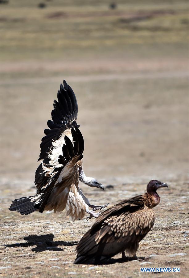 CHINA-TIBET-BLACK VULTURE (CN)