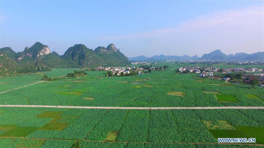 CHINA-GUANGXI-LIUZHOU-LOTUS POND (CN)