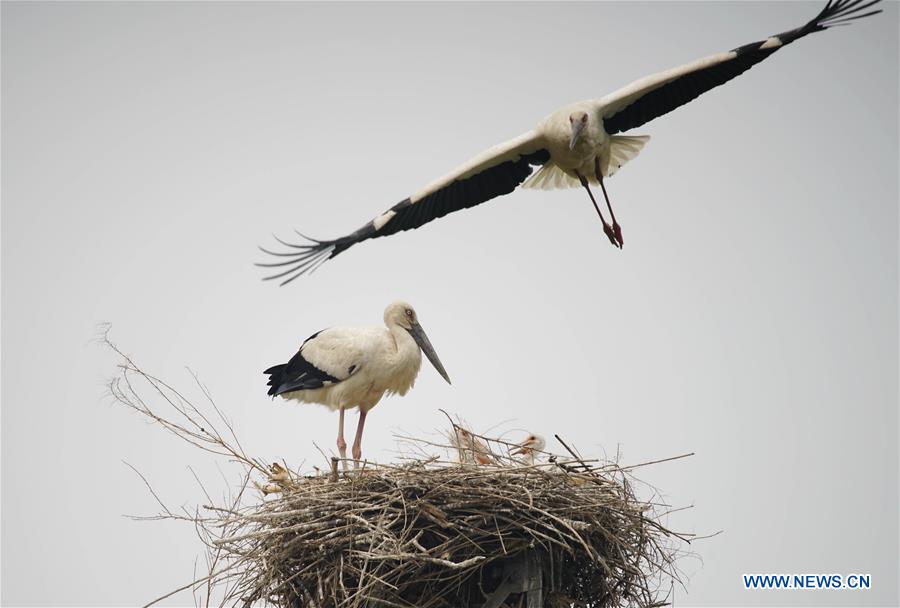 CHINA-HEBEI-TANGSHAN-ORIENTAL WHITE STORKS (CN)