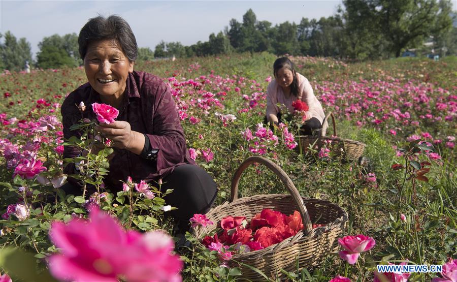 CHINA-SHAANXI-LUONAN-ROSE (CN)