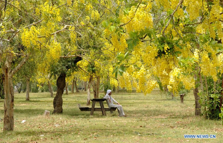 PAKISTAN-ISLAMABAD-CASSIA FISTULA-BLOOM-DAILY LIFE