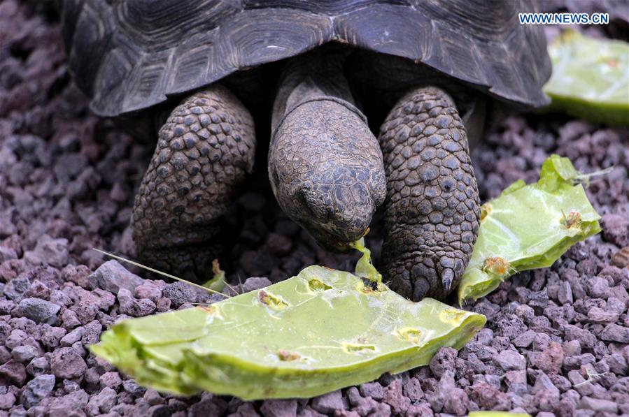 ECUADOR-BALTRA ISLAND-PERU-GIANT TORTOISES 