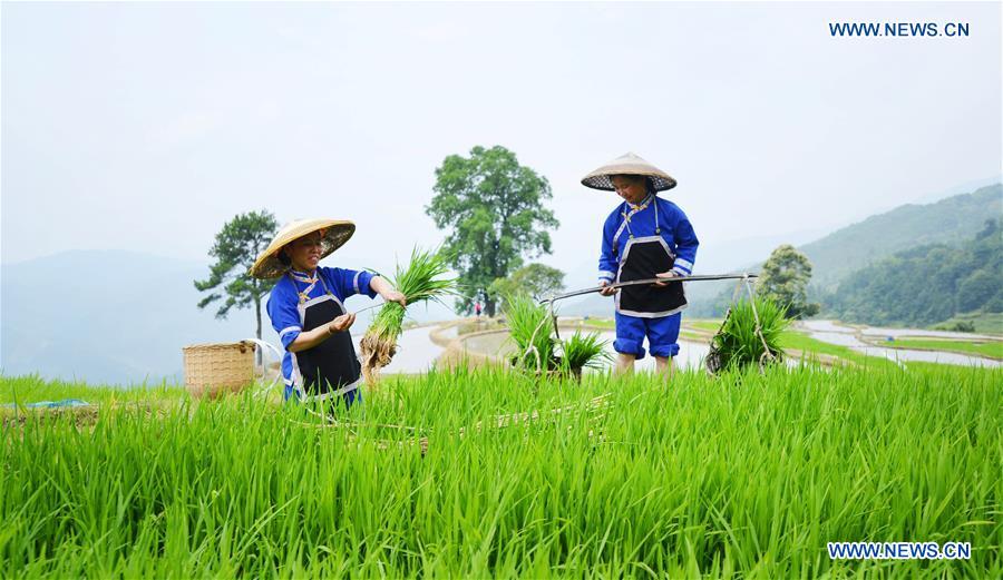 #CHINA-GUANGXI-LONGSHENG-TERRACED FIELD (CN)