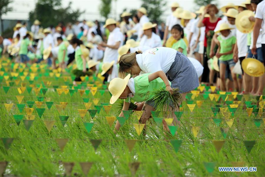 #CHINA-JIANGSU-RICE SEEDLING TRANSPLANTING (CN)