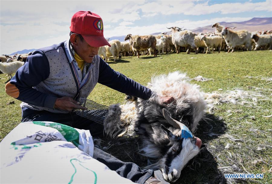 CHINA-TIBET-HERDSMEN-SHEARING (CN)