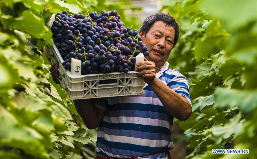 CHINA-HEBEI-GRAPE GROWERS (CN)