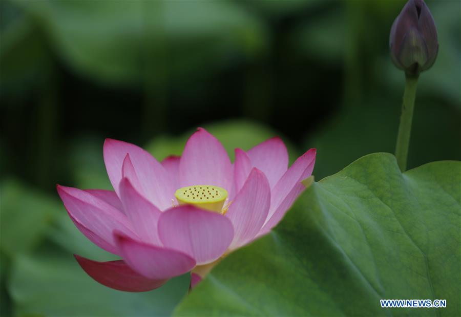 #CHINA-SUMMER-LOTUS (CN)