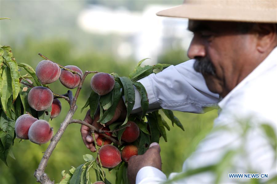 LEBANON-BIKFAYA-PEACH FESTIVAL