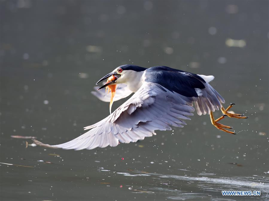 CHINA-FUZHOU-NIGHT HERON-CATCHING FISH(CN)