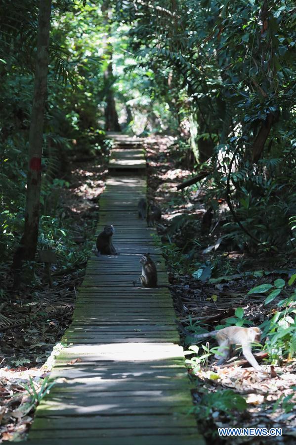 MALAYSIA-KUCHING-BAKO NATIONAL PARK