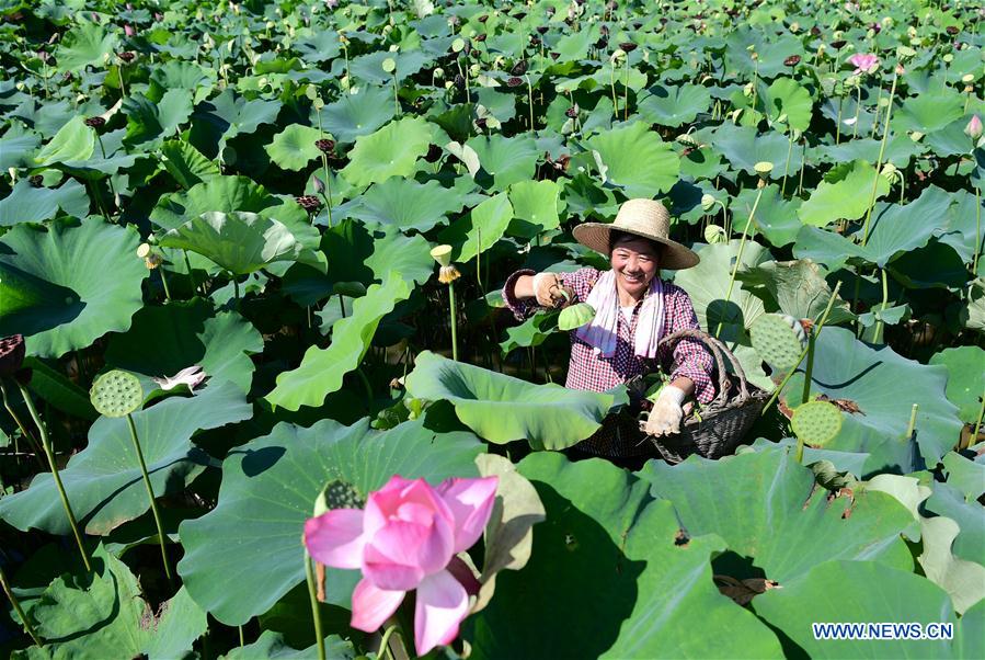 #CHINA-ANHUI-FEIXI-LOTUS-PLANTATION (CN)*