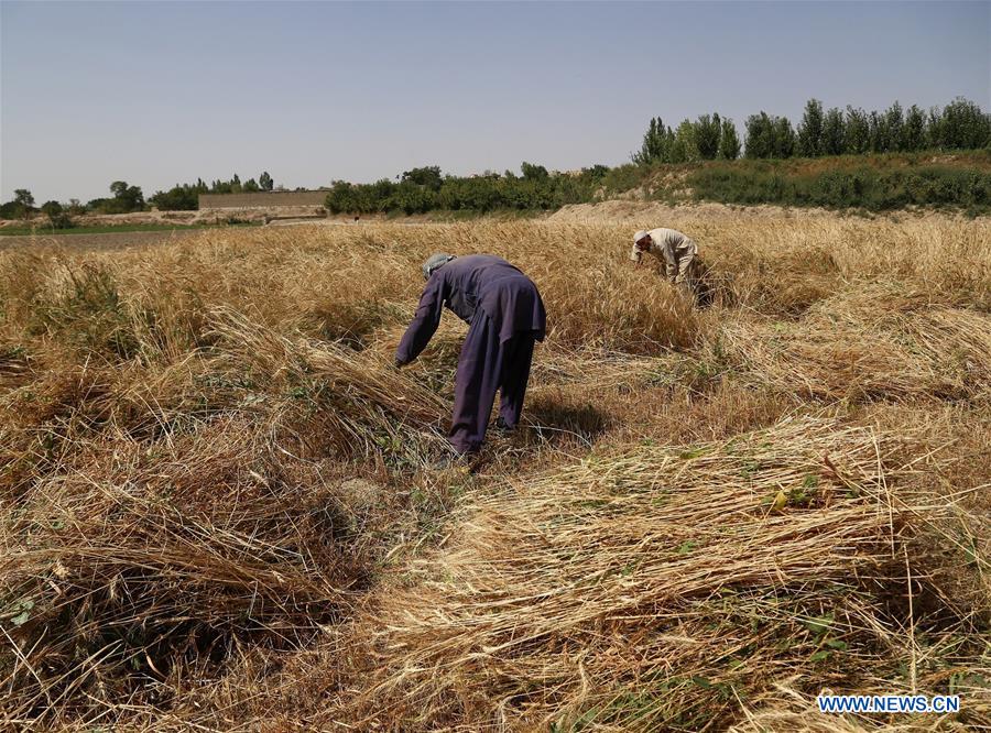 AFGHANISTAN-GHAZNI-FARMER