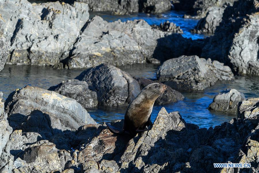 NEW ZEALAND-WELLINGTON-NEW ZEALAND FUR SEALS