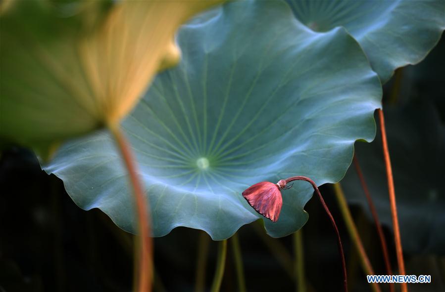 #CHINA-JIANGSU-HUAIAN-LOTUS (CN)