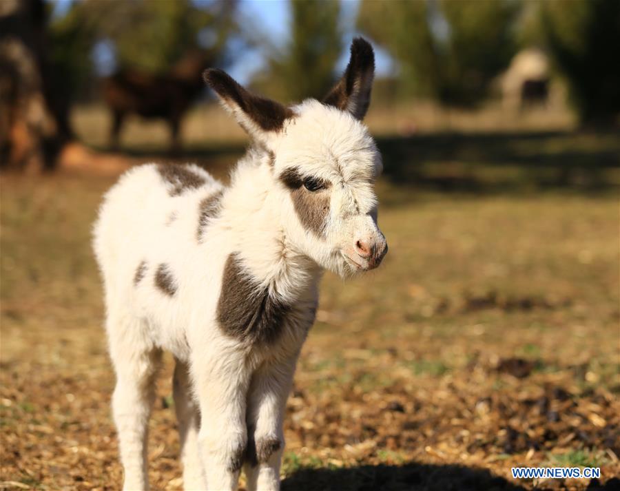 AUSTRALIA-CANBERRA-FARM-DONKEY