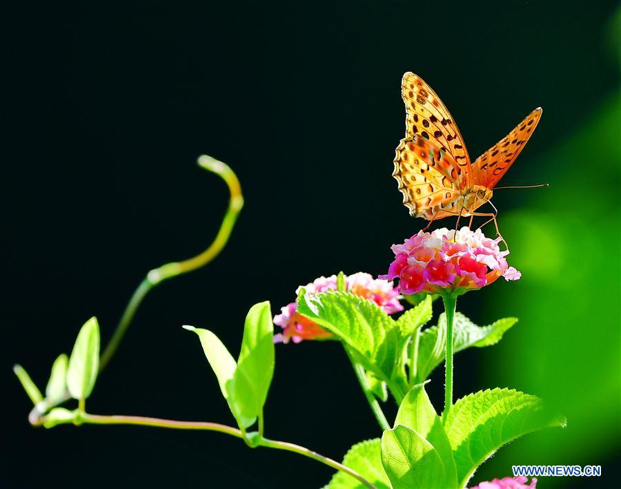 CHINA-FUJIAN-BUTTERFLY-LANTANA CAMARA (CN)