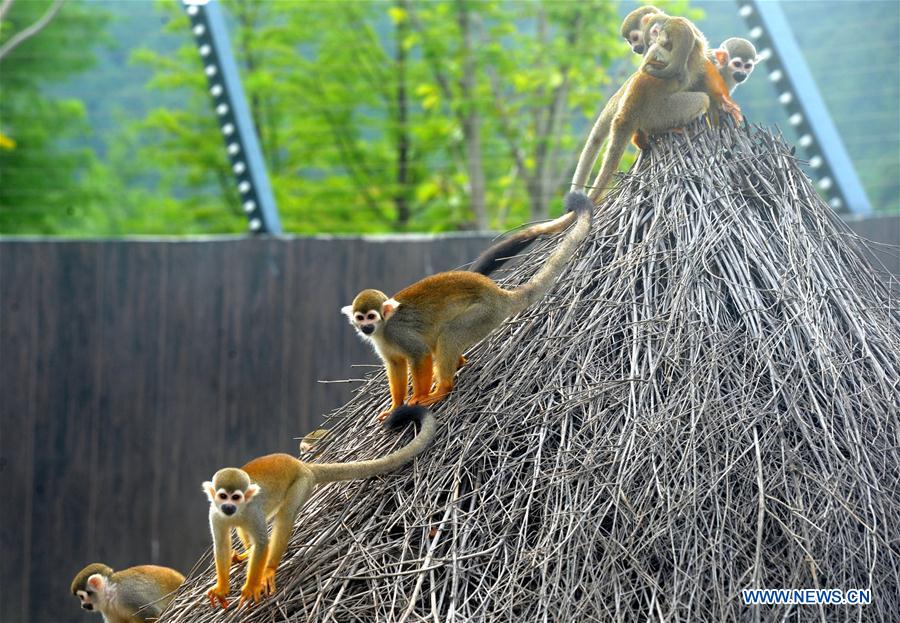 #CHINA-JIANGSU-SUZHOU-SQUIRREL MONKEYS (CN)