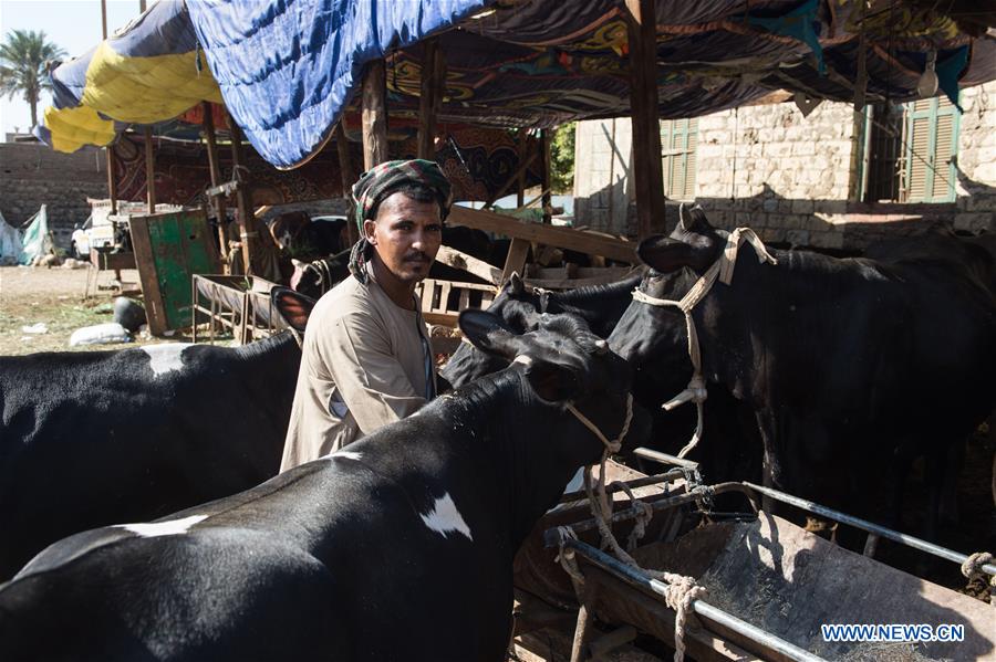 EGYPT-CAIRO-EID AL-ADHA-LIVESTOCK MARKET