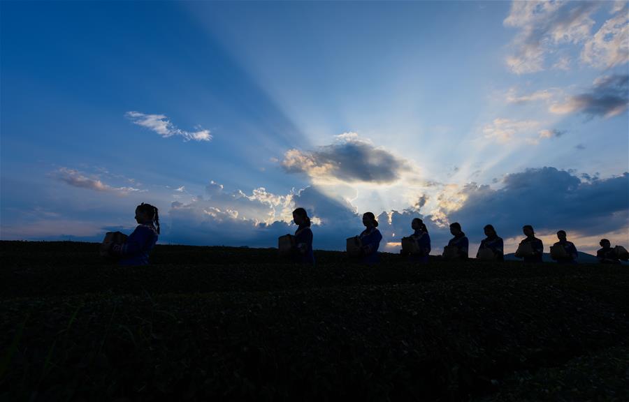 #CHINA-GUIZHOU-TEA PLANTATION-SCENERY (CN)