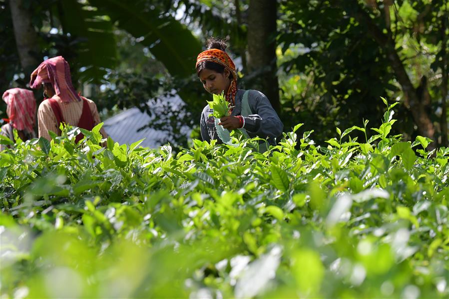 INDIA-AGARTALA-AGRICULTURE-TEA