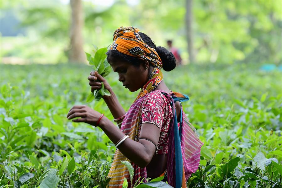 INDIA-AGARTALA-AGRICULTURE-TEA