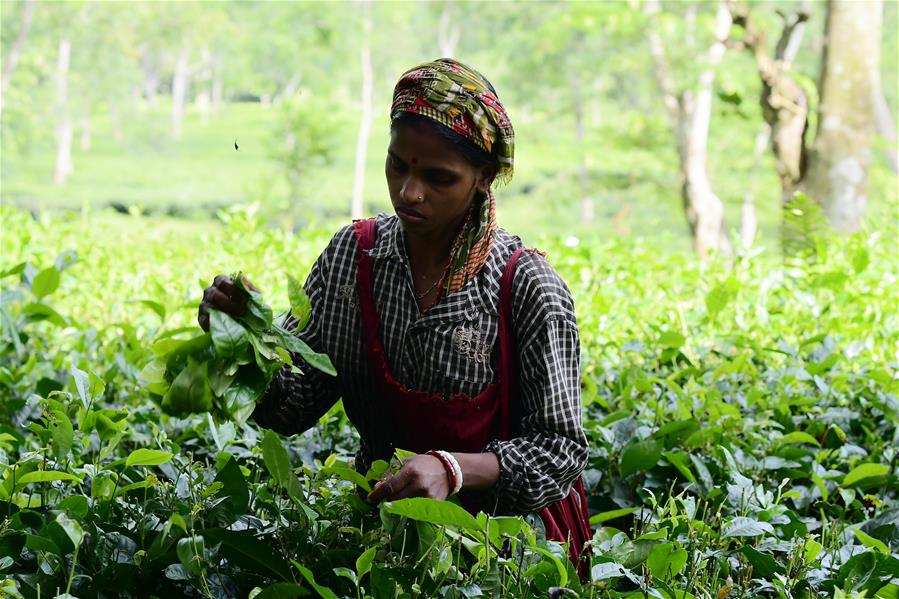 INDIA-AGARTALA-AGRICULTURE-TEA