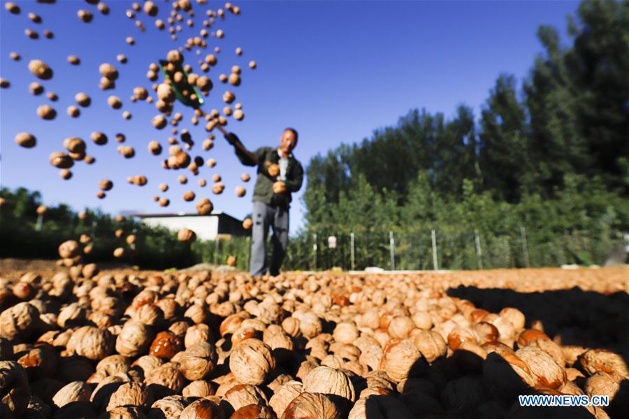 #CHINA-HEBEI-WALNUT-HARVEST (CN)