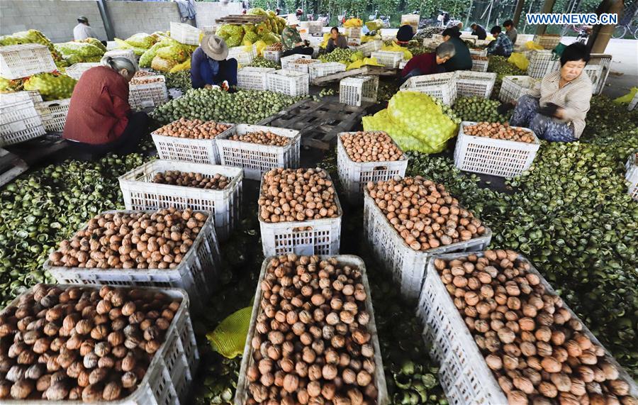 #CHINA-HEBEI-WALNUT-HARVEST (CN)