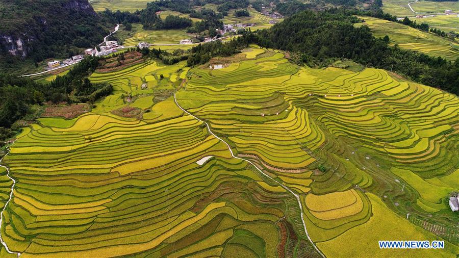 #CHINA-TERRACED FIELDS-AUTUMN SCENERY(CN)