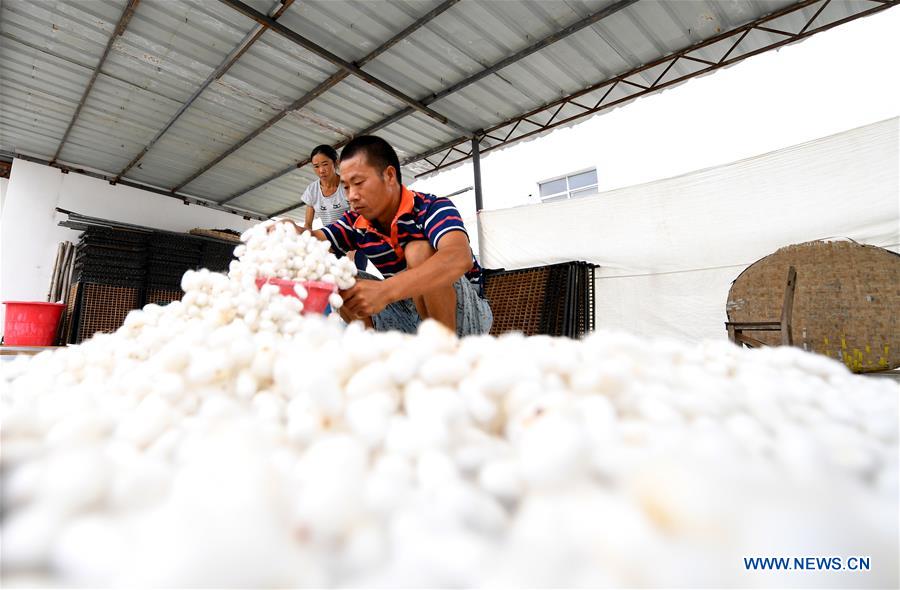 #CHINA-GUANGXI-COLOR COCOON (CN)