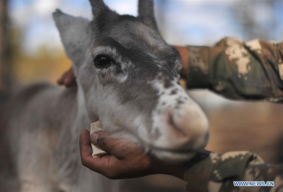 CHINA-INNER MONGOLIA-REINDEER-CONSERVATION-BREEDING (CN)