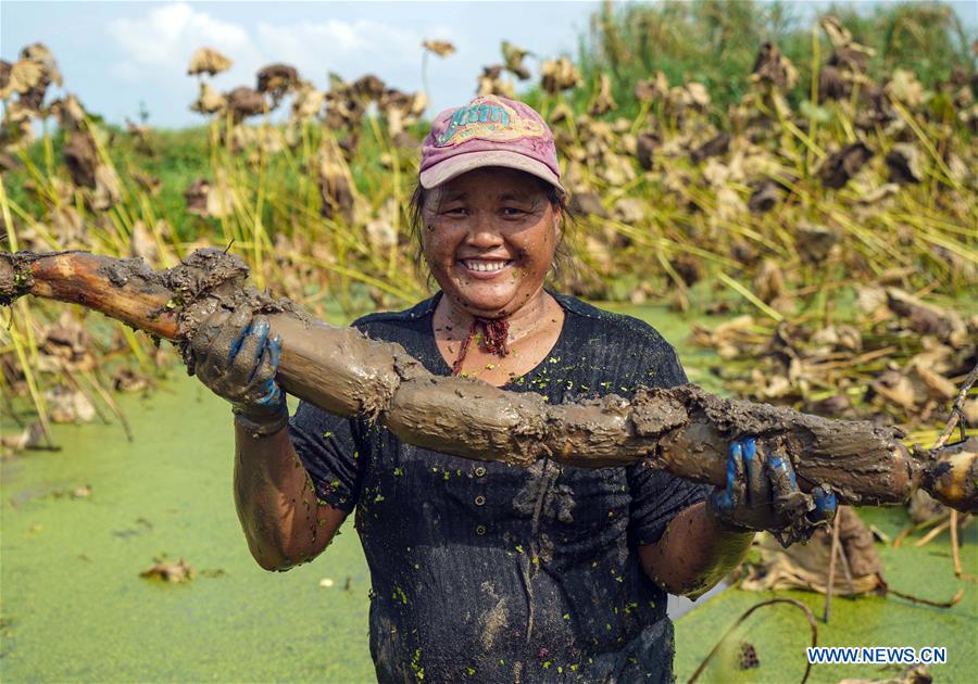 CHINA-HUBEI-AGRICULTURE-LOTUS ROOT-HARVEST (CN)