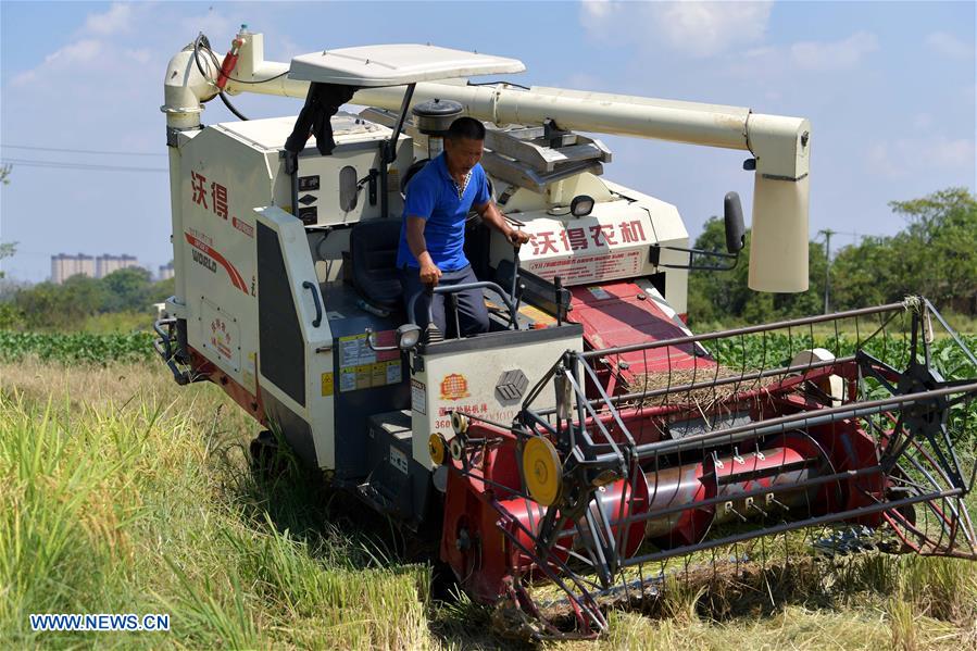 CHINA-JIANGXI-RICE-HARVEST (CN)