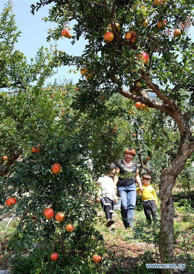 #CHINA-SHANDONG-POMEGRANATE-HARVEST (CN)