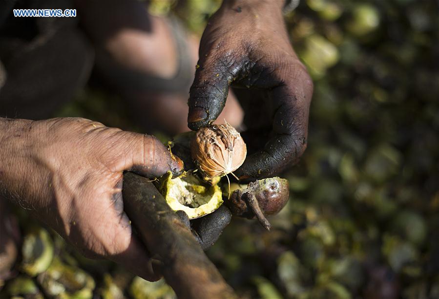 INDIA-KASHMIR-SRINAGAR-WALNUT HARVEST