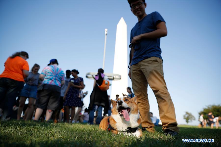 U.S.-WASHINGTON D.C.-CORGIS 