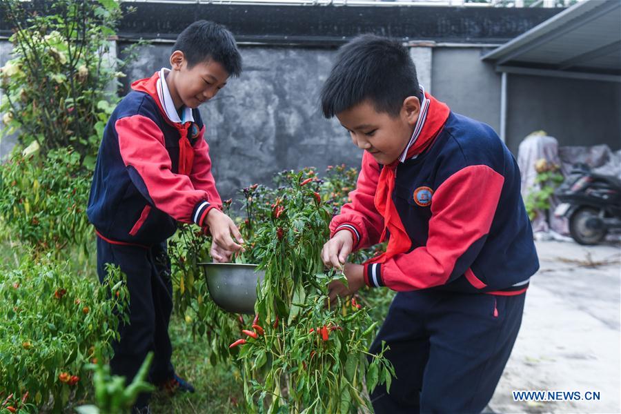 CHINA-ZHEJIANG-HUZHOU-CAMPUS PLANTATION-HARVEST(CN)