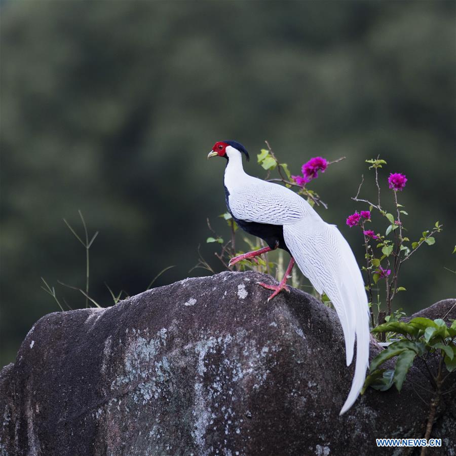 CHINA-VARIOUS WILD BIRDS (CN)