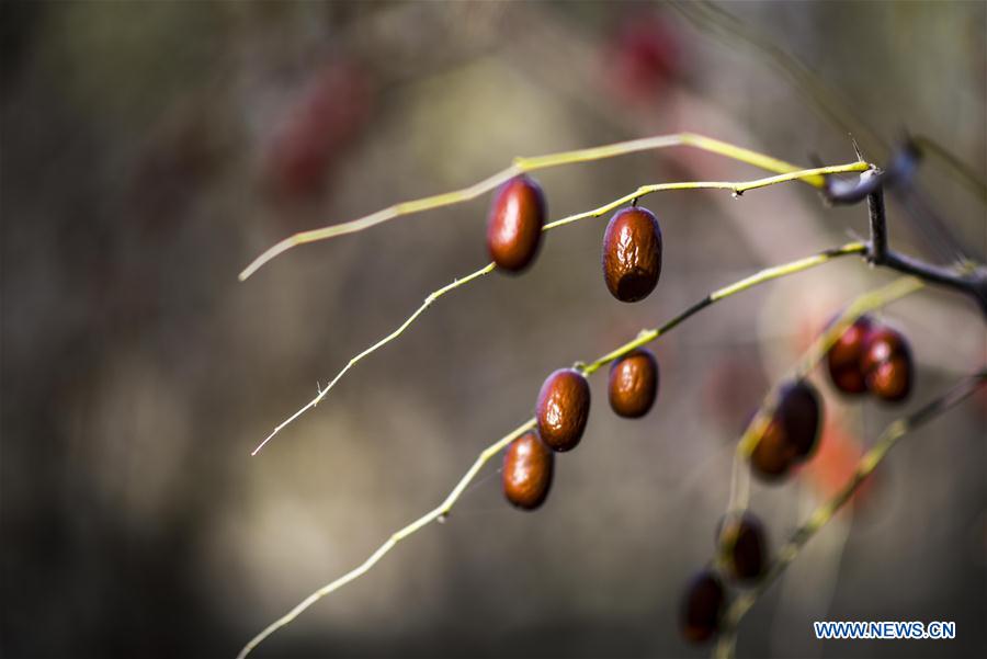 CHINA-XINJIANG-QIEMO-JUJUBE (CN)