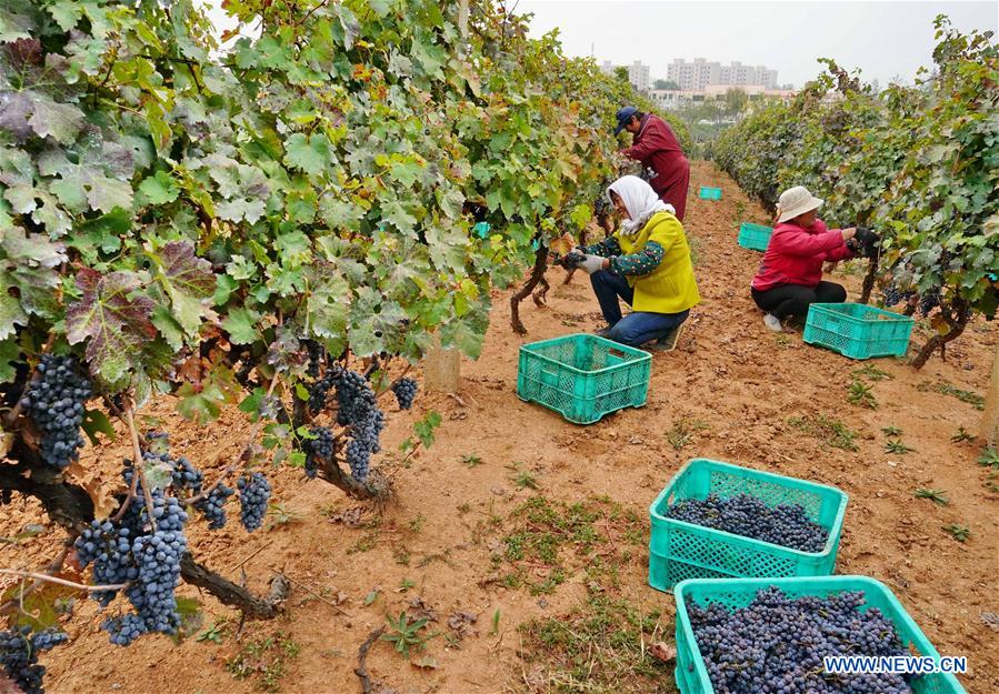 CHINA-CHANGLI-WINE GRAPE-HARVEST (CN)