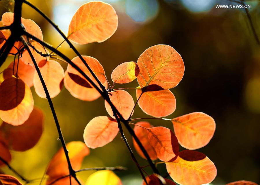 #CHINA-HEBEI-AUTUMN-LEAVES (CN)